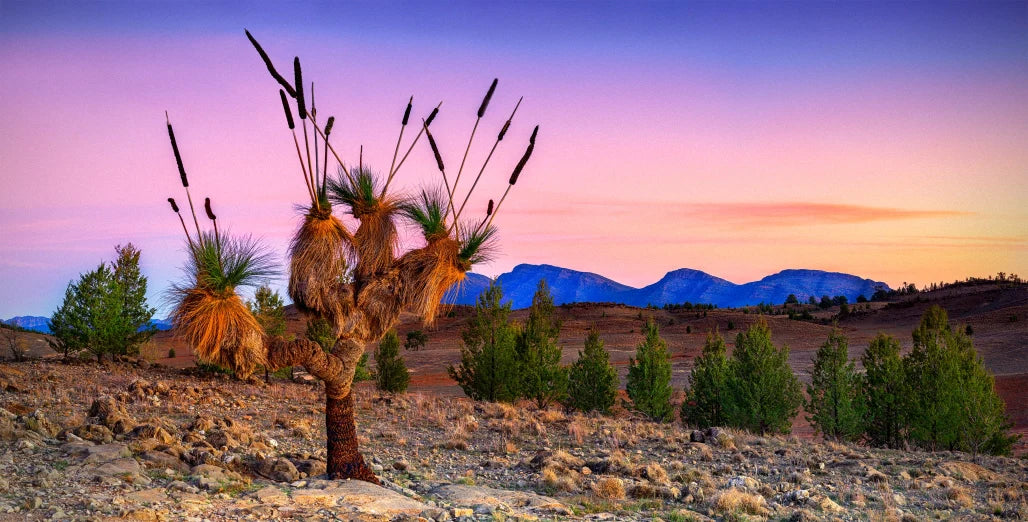 A Flinders Ranges Icon Takes Center Stage in London: My IGPOY Journey